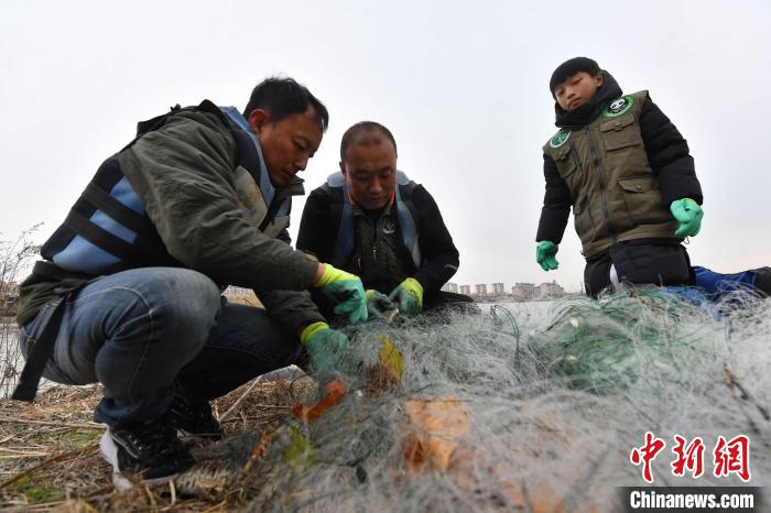 志愿者清理违禁渔具上的鱼类，保障水鸟越冬口粮。　王海滨 摄