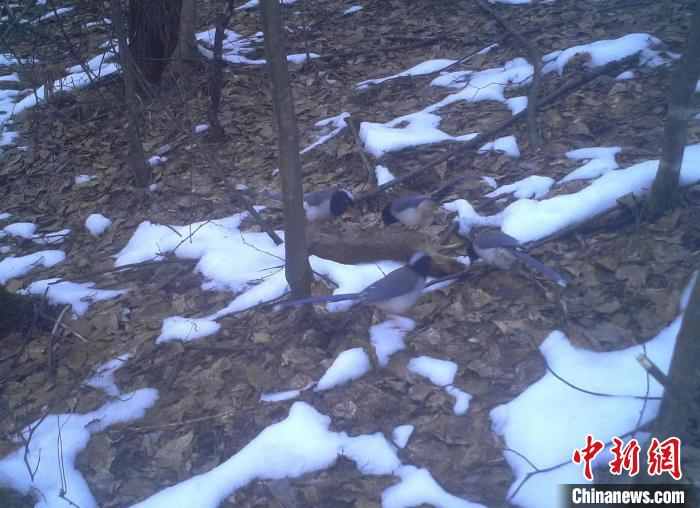 “愤怒的小鸟”现身重庆阴条岭国家级自然保护区