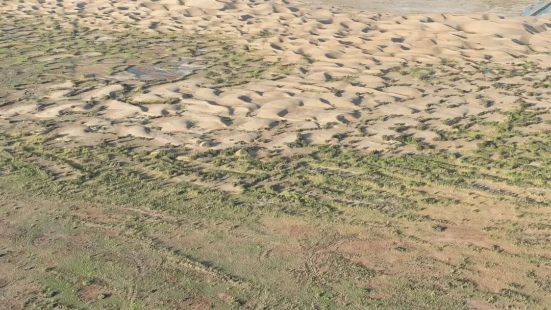 “树种球”飞播造林在塔克拉玛干沙漠实施