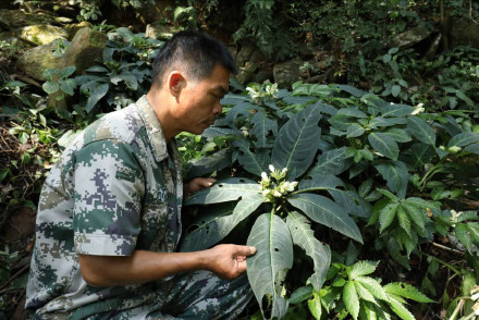 广东石门台自然保护区发现一植物新物种