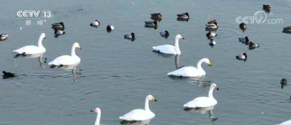 10万余只候鸟飞抵新疆永安湖湿地越冬