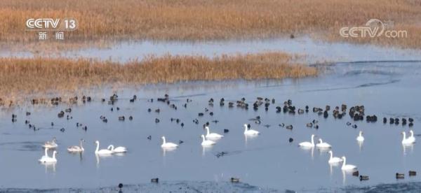 10万余只候鸟飞抵新疆永安湖湿地越冬