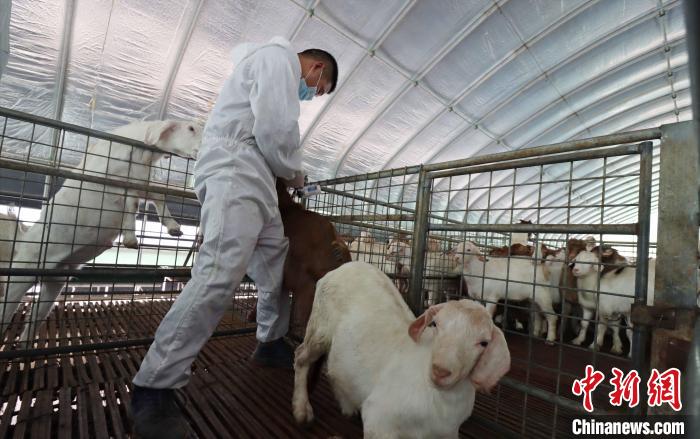 技术人品正在给山羊打疫苗。　陈家乐 摄