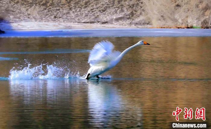 图为起舞的天鹅与碧波荡漾的湖面相映成趣 筱筱君 摄