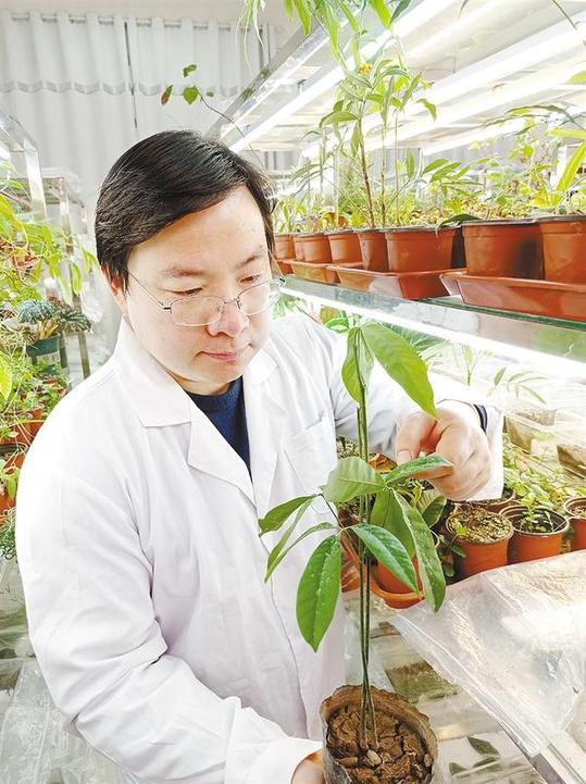 叶片再生：从植物快繁到植物基因递送
