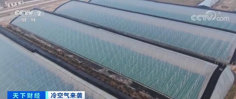 大棚西红柿新鲜上市 种植户增产增收