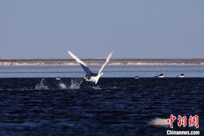 青海湖：大天鹅栖息越冬