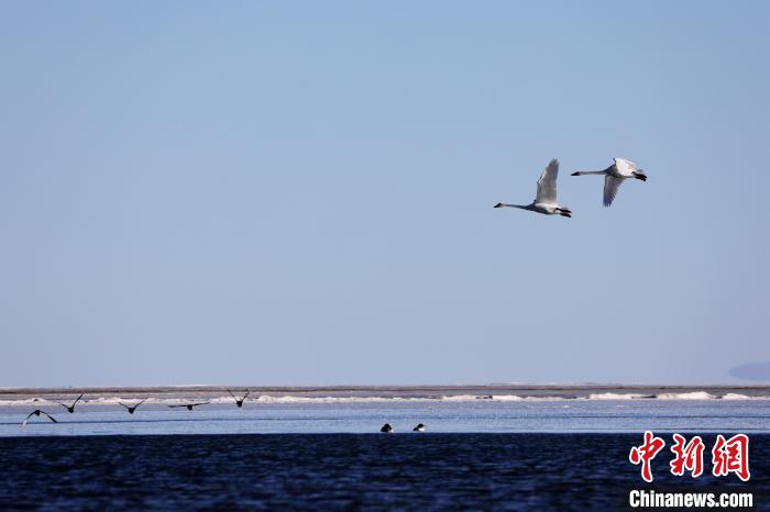 青海湖：大天鹅栖息越冬