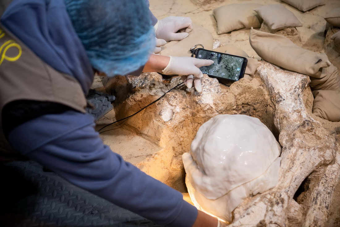 12月3日，考古队员在提取头骨化石。新华社记者 伍志尊 摄