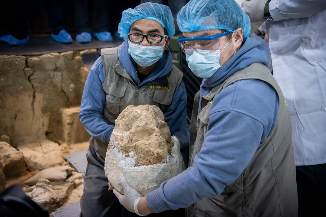 12月3日，考古队员展示提取离土的头骨化石。新华社记者 伍志尊 摄