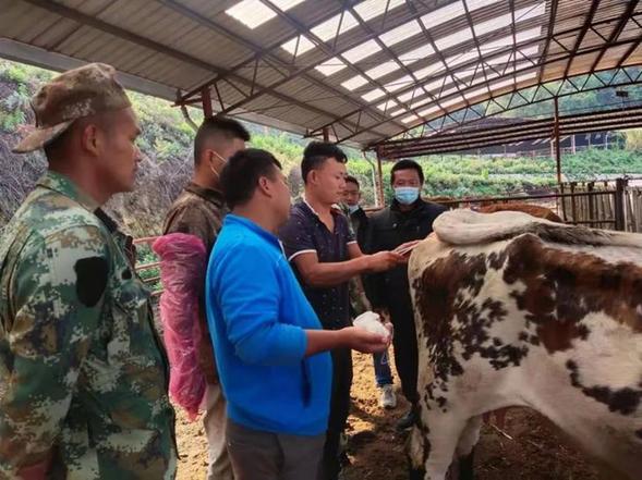 云南西盟力所乡：盘活资源 推动肉牛产业加快发展