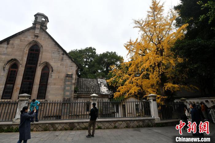 福州：百年银杏与百年教堂相映成趣