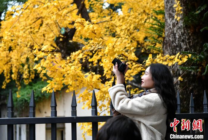 图为市民和游客在银杏树前观赏拍照。　吕明 摄