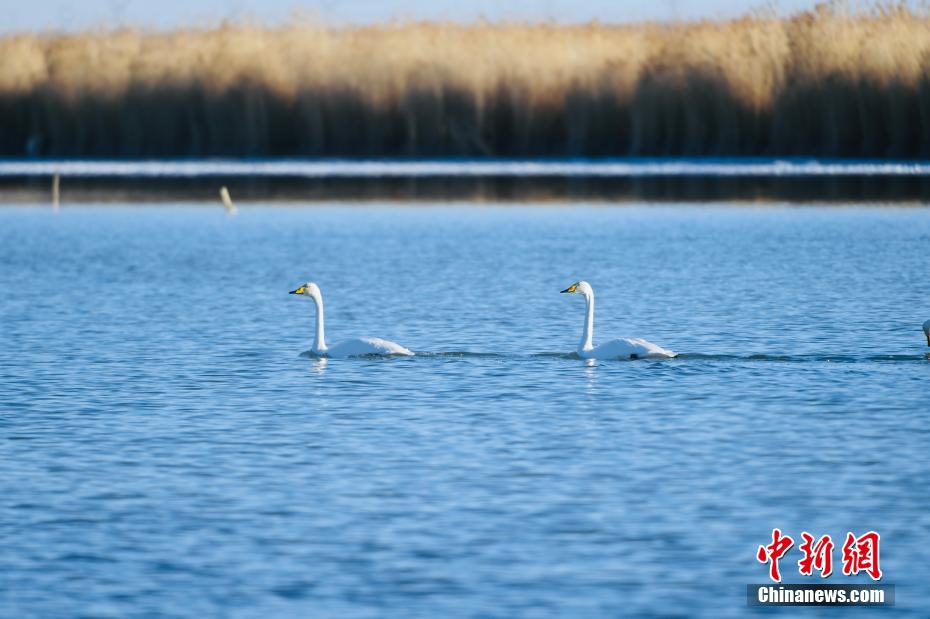 青海高原“姊妹湖” 大天鹅、普氏原羚享受冬日时光