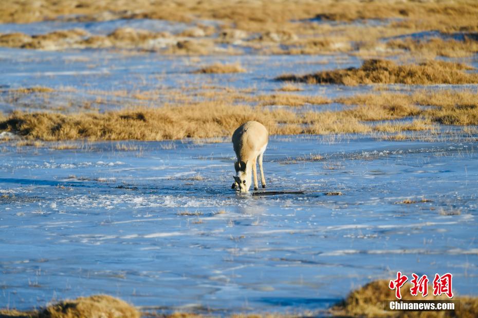 青海高原“姊妹湖” 大天鹅、普氏原羚享受冬日时光