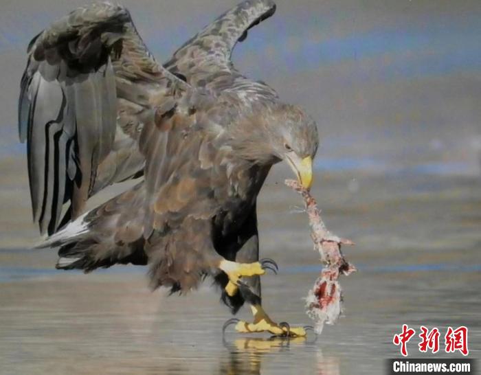 “空中老虎”白尾海雕在北京平谷金海湖冬捕