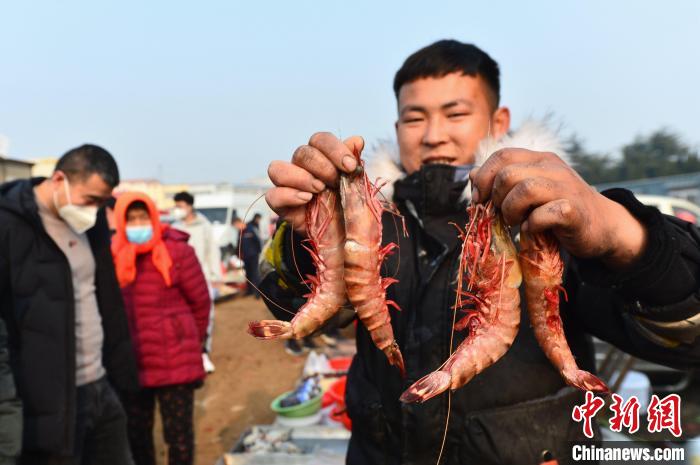 渔民展示年货海虾促销。　王海滨 摄