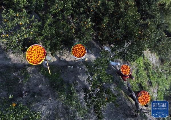 湖北秭归：收获脐橙供应春节市场