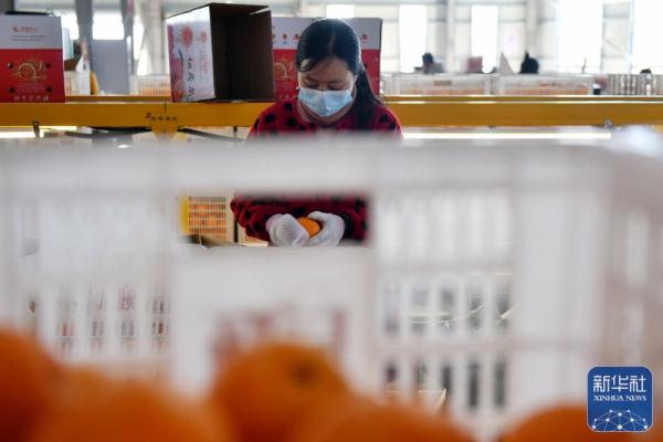 湖北秭歸：收獲臍橙供應春節市場