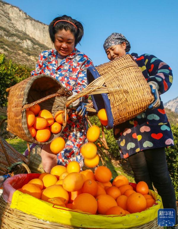 湖北秭归：收获脐橙供应春节市场