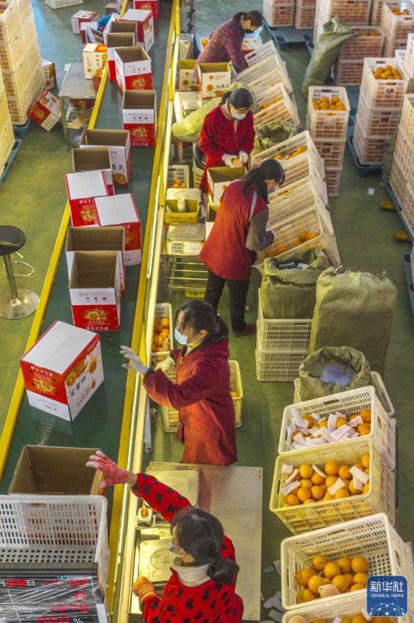湖北秭归：收获脐橙供应春节市场