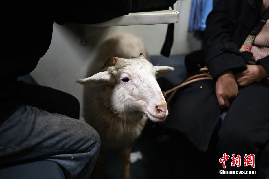 探访穿梭在大凉山的“慢火车”：家禽家畜与乘客共处