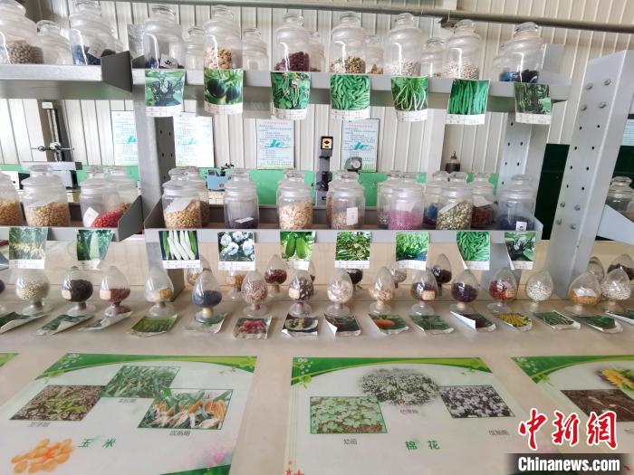 图为肃州区“老牌”企业奥凯种子机械有限公司陈列展示各类种子。　闫姣 摄