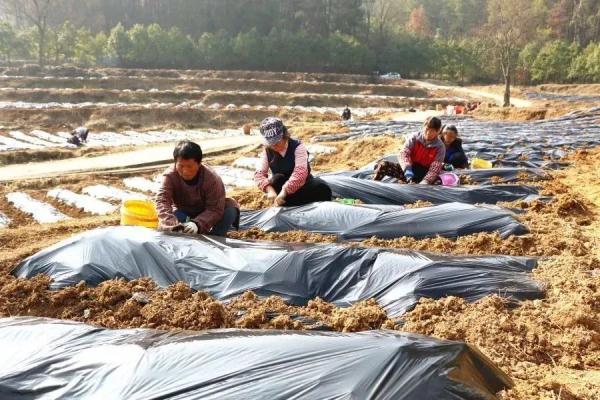 贵州印江：7.3万亩马铃薯开始下种