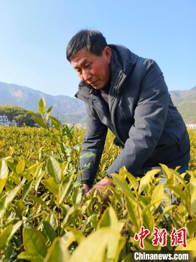 （新春走基层）安徽岳西：一年四季都有“茶经济”