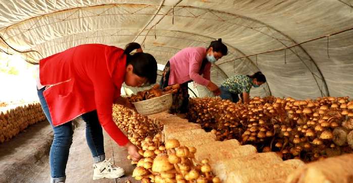 乌什县依麻木镇托万克麦盖提村“访惠聚”工作队和村民一起采摘食用菌。