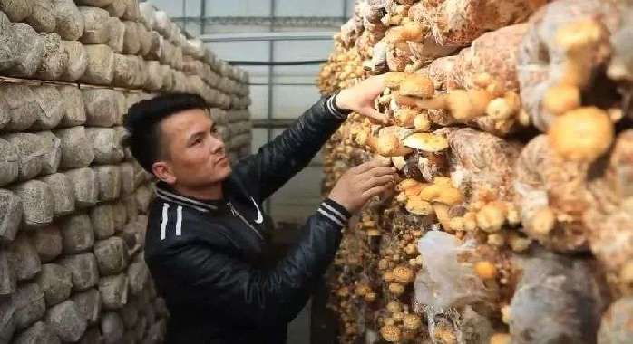 种植户在乌什县依麻木镇托万克麦盖提村的智能温室大棚里采摘蘑菇。