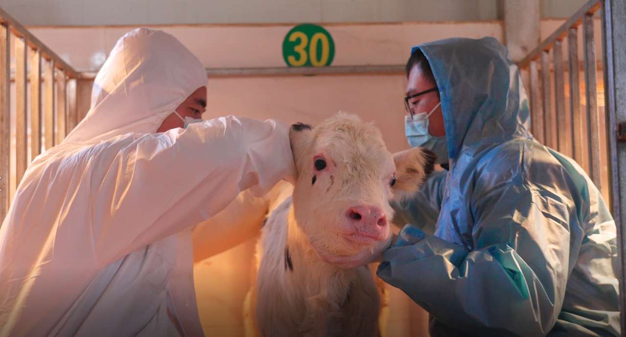 宁夏灵武：高产长寿奶牛快速繁育技术取得突破，体细胞克隆奶牛诞生