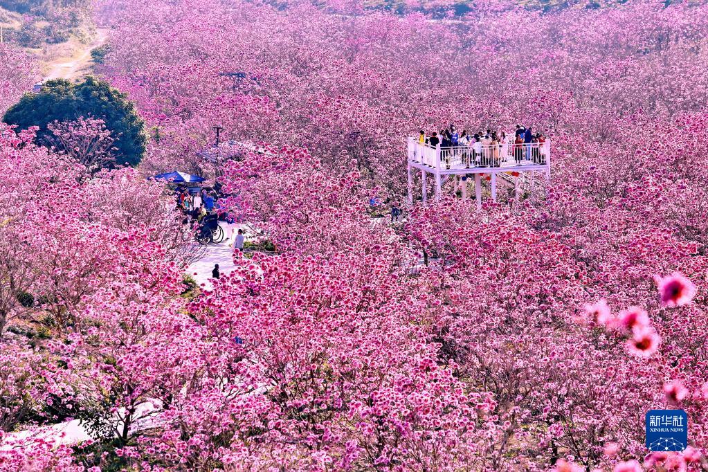 广东江门：紫花风铃迎春绽放