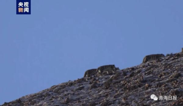 这个画面少见且可爱！四只雪豹在青海都兰同框出现