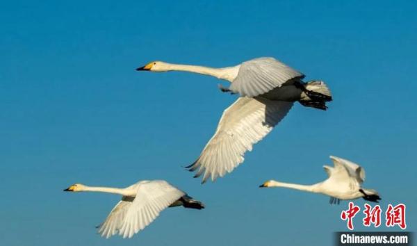 青海湖全域大天鹅种群数量达去年同期2倍