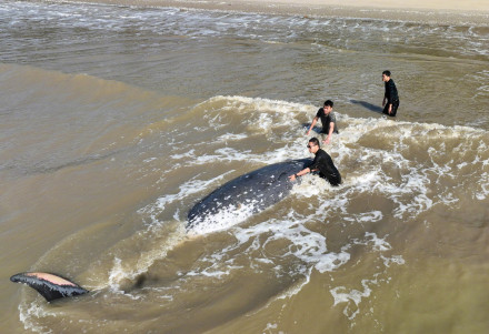 广东阳江海域一幼年鲸鲨两度搁浅，众人合力救助将其送回大海