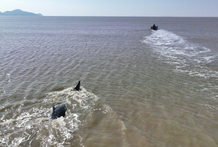 广东阳江海域一幼年鲸鲨两度搁浅，众人合力救助将其送回大海