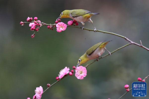 湖南衡阳：鸟语花香迎春来