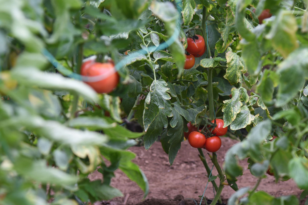 新春走基层|山东聊城：番茄品种研发开辟新赛道 找回“老味道”