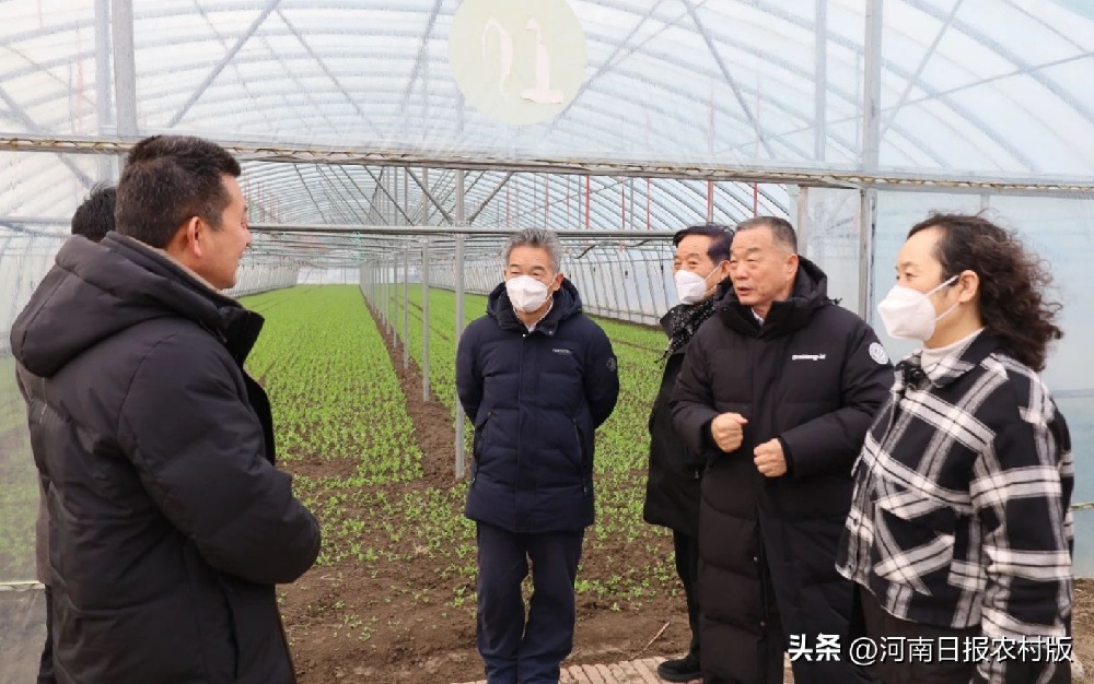 河南省委咨询组研究员张占仓一行到李寨村调研指导乡村振兴工作