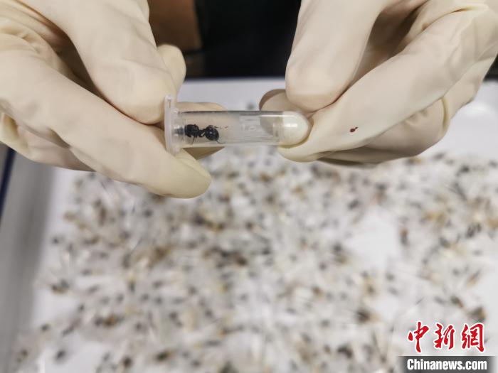 上海邮局海关在进境邮件中查获三百余只活体大头收获蚁