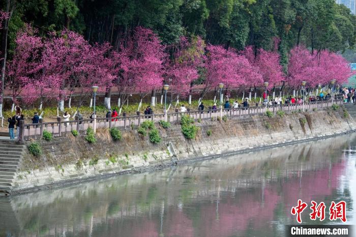 成都望江公园盛开的红梅把锦江河堤变成了一条“红色彩带”。　刘忠俊 摄