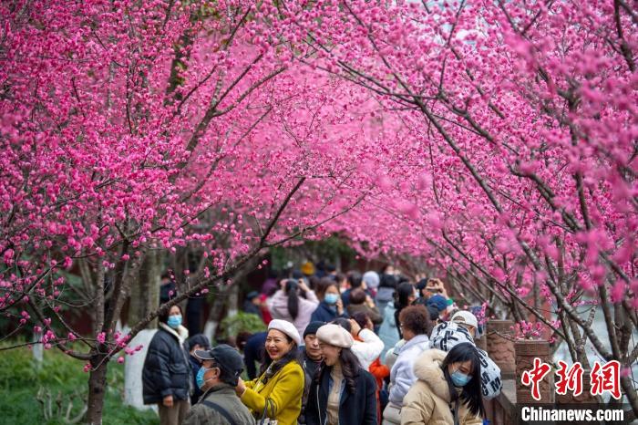 成都市望江公园盛开的红梅吸引了不少市民。　刘忠俊 摄