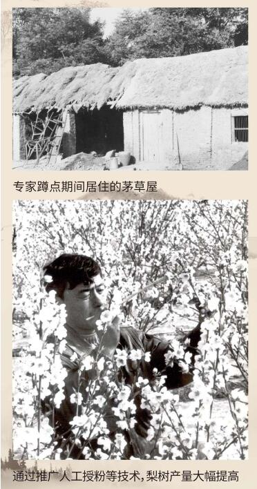 黄河故道梨花开 农科精神代代传