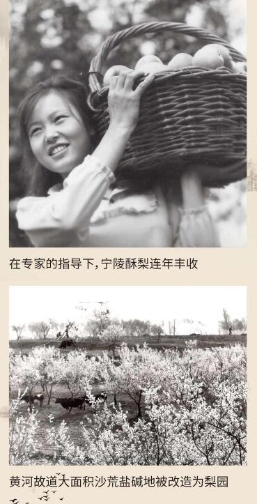 黄河故道梨花开 农科精神代代传