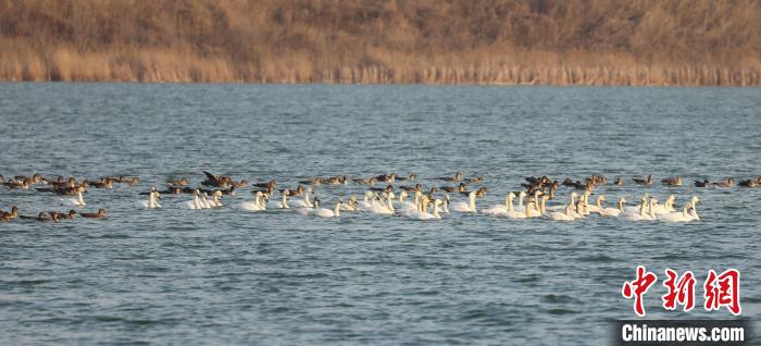 今春首批候鸟抵达“京津冀最美湿地”衡水湖