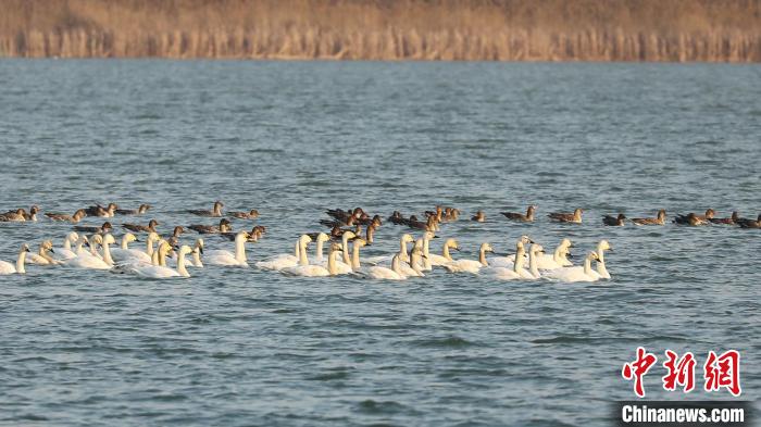 今春首批候鸟抵达“京津冀最美湿地”衡水湖