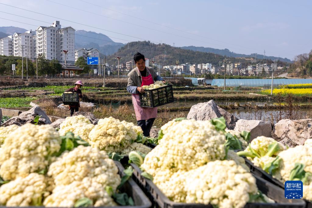 贵州从江：松花菜抢鲜上市供应市场