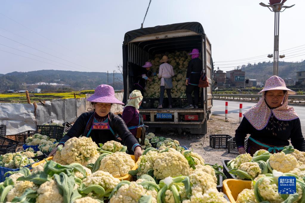 贵州从江：松花菜抢鲜上市供应市场
