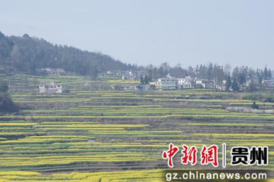 贵州：清镇市新店镇借赏花季推出众多旅游活动
